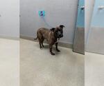 Small American Pit Bull Terrier Mix