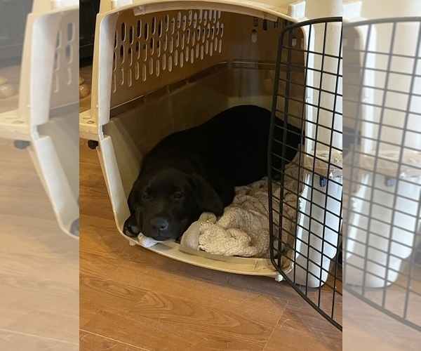 Medium Photo #2 Labrador Retriever Puppy For Sale in TROUT RUN, PA, USA