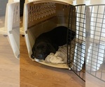 Small Photo #2 Labrador Retriever Puppy For Sale in TROUT RUN, PA, USA