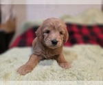 Small #5 Goldendoodle