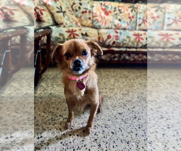 Medium Photo #1 Chihuahua-Unknown Mix Puppy For Sale in Virginia Beach, VA, USA