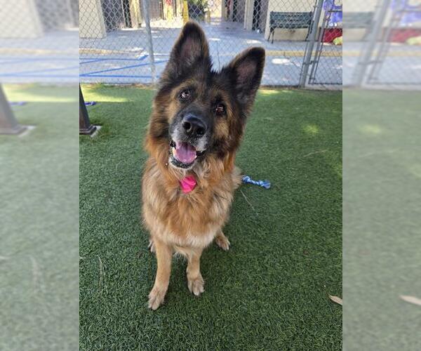 Medium Photo #2 German Shepherd Dog Puppy For Sale in Downey, CA, USA