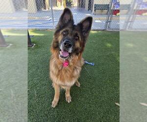 SHELLY - Female German Shepherd Dog Dog for Adoption - Photo #2