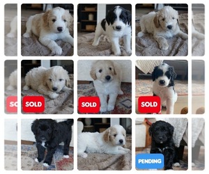 Goldendoodle-Great Pyrenees Mix Puppy for sale in BEDFORD, VA, USA