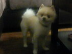Small Photo #5 Pomeranian Puppy For Sale in INTERNATIONAL FALLS, MN, USA
