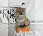 Small #2 Pomeranian