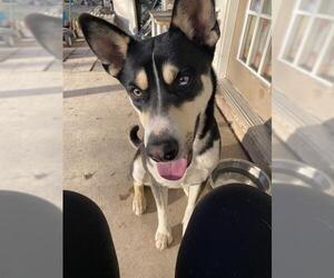 Siberian Husky-Unknown Mix Dogs for adoption in San Antonio, TX, USA