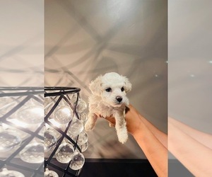 Maltipoo Puppy for sale in CITIBANK, NV, USA