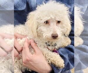 Poochon Dogs for adoption in St. Louis Park, MN, USA