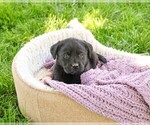 Small #1 Labrador Retriever