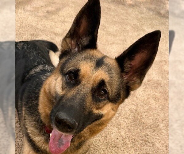 Medium Photo #1 German Shepherd Dog Puppy For Sale in Fargo, ND, USA