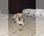 Small Photo #1 Labrador Retriever Puppy For Sale in CYPRESS, TX, USA