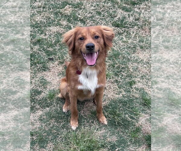 Medium Photo #1 Retriever -Unknown Mix Puppy For Sale in Boston, MA, USA