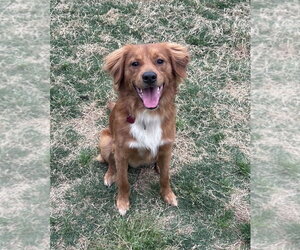 Retriever -Unknown Mix Dogs for adoption in Boston, MA, USA