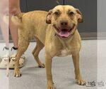 Small #3 Labrador Retriever Mix