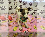 Small #2 Rat Terrier Mix