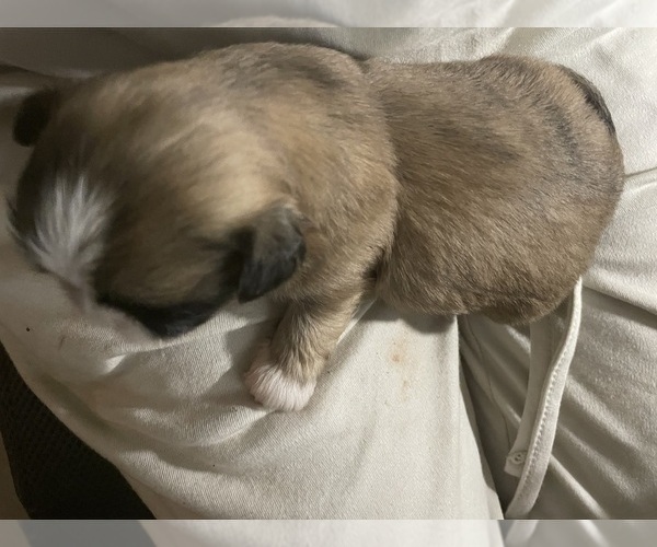 Medium Photo #4 Shih Tzu Puppy For Sale in CLEARWATER, FL, USA