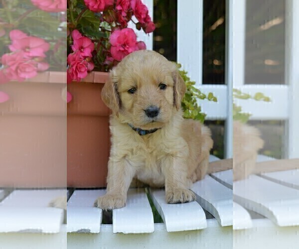 Medium Photo #3 Goldendoodle Puppy For Sale in MIFFLINBURG, PA, USA