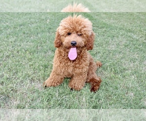 Father of the Poodle (Miniature) puppies born on 12/13/2025