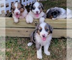 Small Miniature American Shepherd