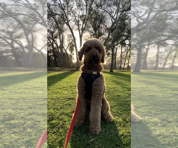 Medium Photo #13 Goldendoodle Puppy For Sale in FOUNTAIN VALLEY, CA, USA