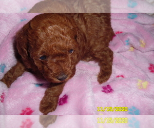 Poodle (Toy) Puppy for sale in DULUTH, GA, USA