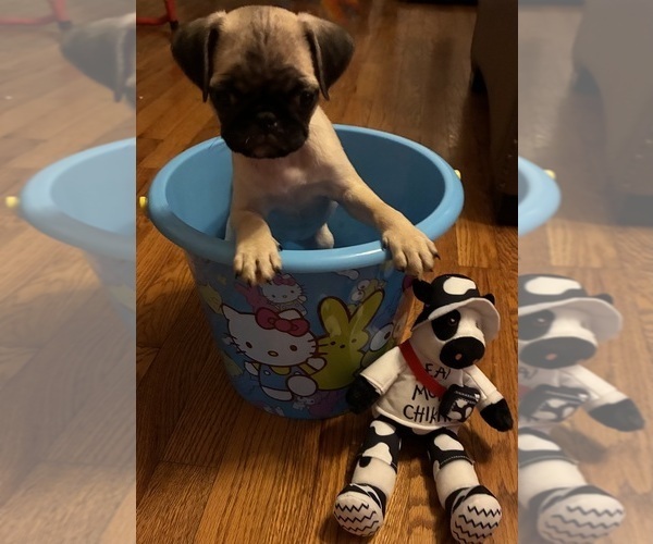 Medium Photo #4 Pug Puppy For Sale in SPRINGFIELD, MO, USA