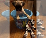 Small #3 Pug