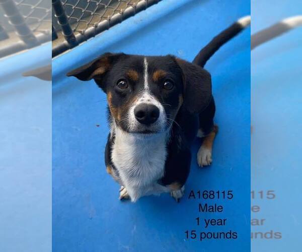 Medium Photo #1 Chihuahua-Unknown Mix Puppy For Sale in Calgary, Alberta, Canada