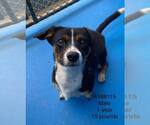 Small Chihuahua Mix