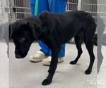 Small #3 Labrador Retriever Mix