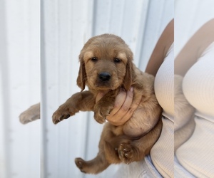 Golden Retriever Puppy for sale in PASCO, WA, USA