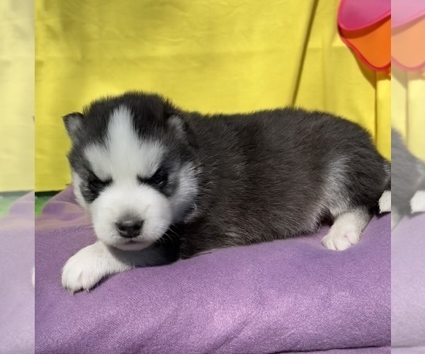 Medium Photo #12 Siberian Husky Puppy For Sale in DEARBORN, MO, USA