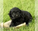 Small #4 Poovanese