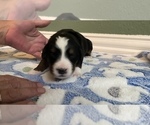 Small Photo #4 Bernese Mountain Dog Puppy For Sale in MC KINNEY, TX, USA