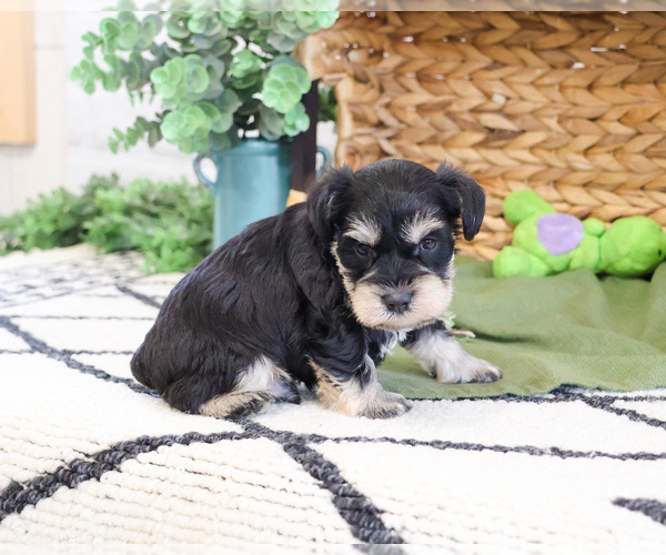 Medium Photo #2 Schnauzer (Miniature) Puppy For Sale in SYRACUSE, IN, USA