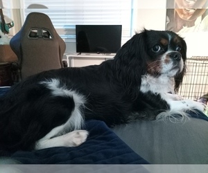 Father of the Cavalier King Charles Spaniel puppies born on 01/23/2026