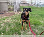 Small #4 Rottweiler Mix