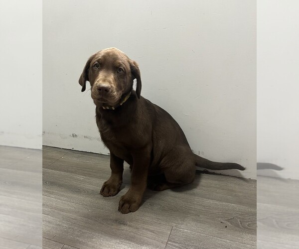Medium Photo #12 Labrador Retriever Puppy For Sale in VONA, CO, USA