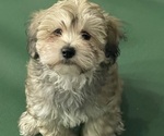 Small #9 Maltipoo (Miniature)