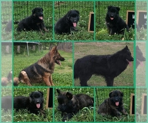 German Shepherd Dog Puppy for sale in COUCH, MO, USA