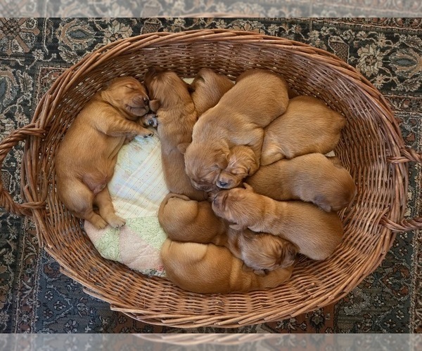 Medium Photo #2 Golden Irish-Golden Retriever Mix Puppy For Sale in EUREKA, IL, USA