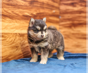 Pomsky Puppy for sale in TAMPICO, IL, USA