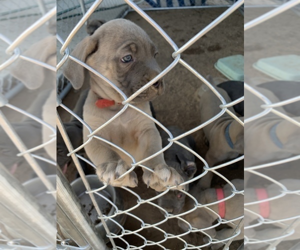 Medium Photo #37 Cane Corso Puppy For Sale in HESPERIA, CA, USA