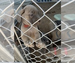 Small Photo #37 Cane Corso Puppy For Sale in HESPERIA, CA, USA