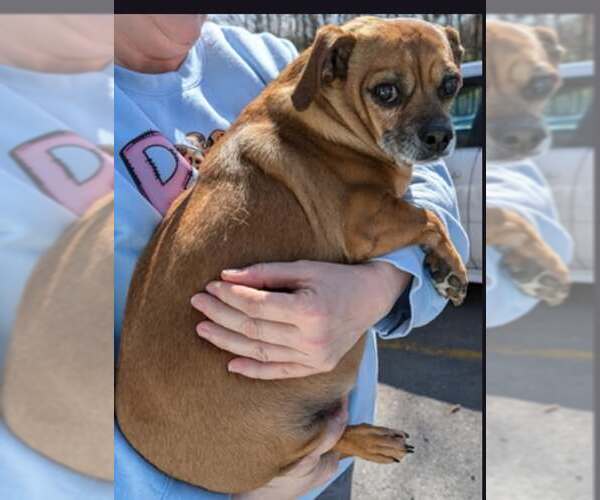 Medium Photo #1 Chiweenie Puppy For Sale in Charlottesville, VA, USA