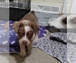 Small Photo #3 Texas Heeler Puppy For Sale in LAURENS, SC, USA