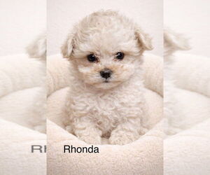 Poodle (Miniature)-Unknown Mix Dogs for adoption in Studio City, CA, USA