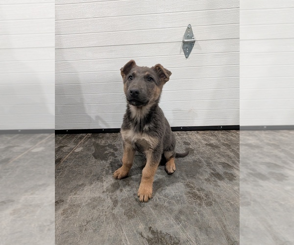 Medium Photo #2 German Shepherd Dog Puppy For Sale in BARRON, WI, USA