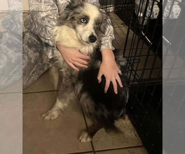 Medium Photo #2 Australian Shepherd-Unknown Mix Puppy For Sale in Grafton, WI, USA